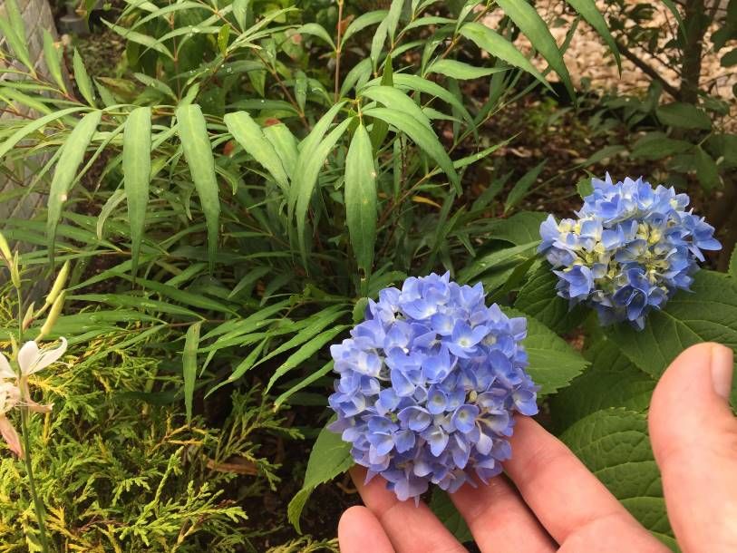 アジサイが小さな花を咲かせました