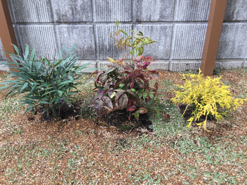 植え付け直後の様子