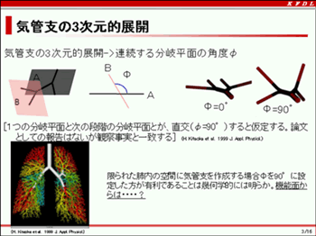 図1 本研究の気管支モデル